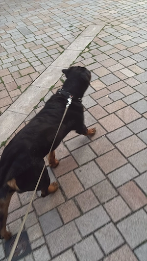 Rottweiler ca 11 Monate alt zu verkaufen 