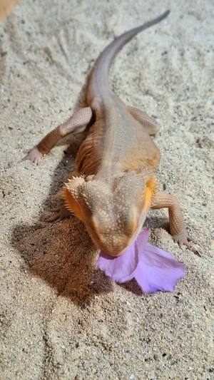 Witblits Trans Dame