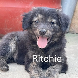 Ritchie -  bereit für seine eigene Familie