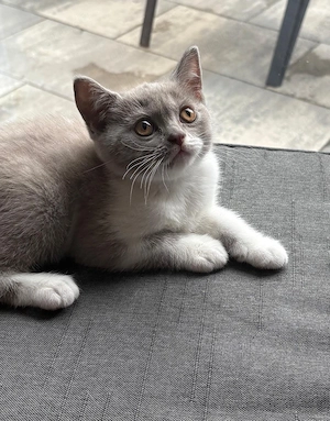 BKH Kitten abgabebereit (männlich)  Bild 7