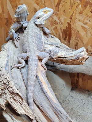 Bartagamen Bock Leatherback Bild 2
