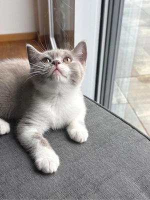 BKH Kitten abgabebereit (männlich)  Bild 5