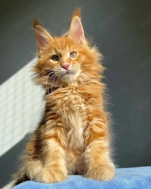 reinrassige, freundliche Maine-Coon-Kätzchen