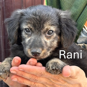 Rani   kleines Mädchen mit ganz großem Herzen sucht ihre Familie