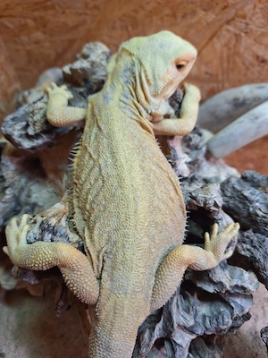 Witblits translucent het Zero 