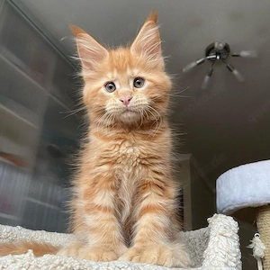 Zwei entzückende Maine-Coon-Kätzchen