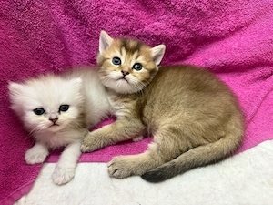 BKH Kitten ab 25.09.2026 abzugeben 