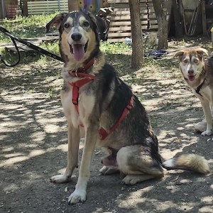 Mo - der perfekte Hund!