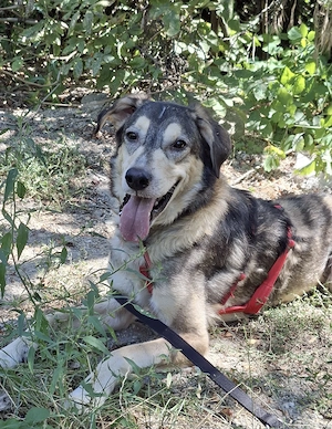 Mo - der perfekte Hund!