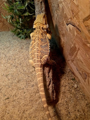 Farb-Bartagamen Jungtiere ( pogona vitticeps) NZ 04 2026 Weibchen 