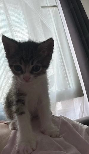 Katze zur Adoption 