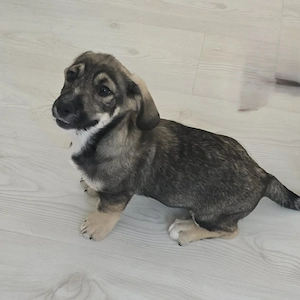 Taro - kleiner Mann sucht neuen Wirkungskreis