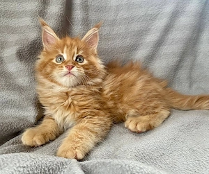 Wunderschöne 12 Wochen alte Maine-Coon-Kätzchen