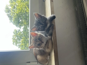 Zauberhafte BKH Kitten in Gute Hände zu geben  