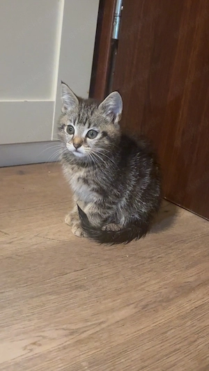 Bengal mix katze 