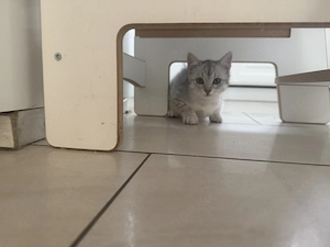 Kitten zu verkaufen 