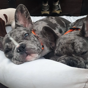 2 Französische Bulldoggen abzugeben 