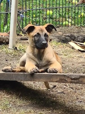 Belgischer Schäferhund  Malinois Welpen 