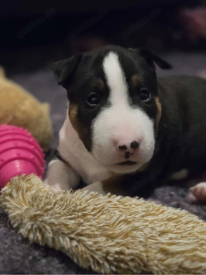 miniatur Bullterrier welpen nur 5 suchen noch 