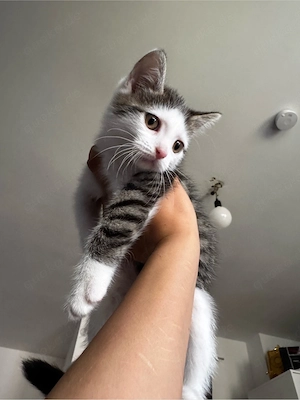 katzenbaby weiblich