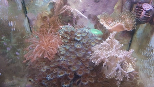 Salzwasseraquarium 60 Liter Auflösung