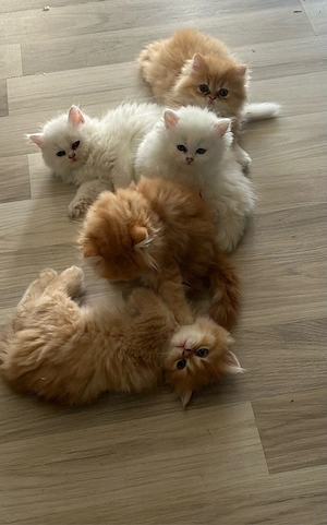 Perserkitten suchen ein liebevolles Zuhause