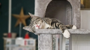 Kater sucht neues Zuhause