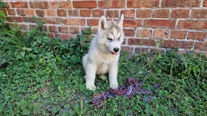 Siberian Husky Welpen
