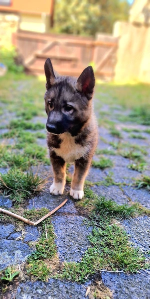 Siberian Husky Welpe