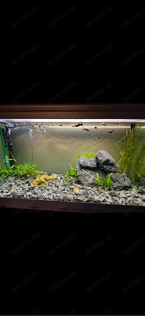 Komplettes 500-Liter-Aquarium mit Besatz, Eheim-Filter & Pflanzen   an Selbstabholer