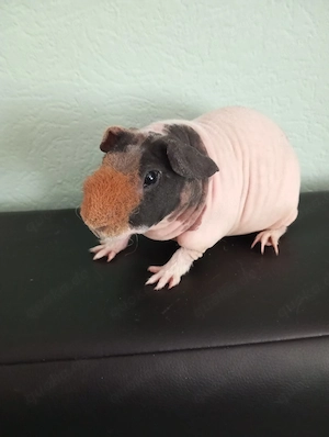 Skinny Pig Meerschweinchen