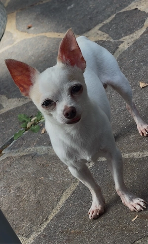 Senior Chihuhauha abzugeben 