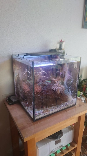 Salzwasser Aquarium 60 L komplett mit Technik