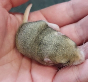 Duprasi Fettschwanzwüstenrennmaus Hamm