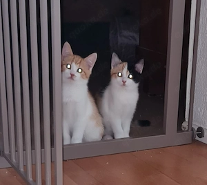 Zuckersüsse Kitten 