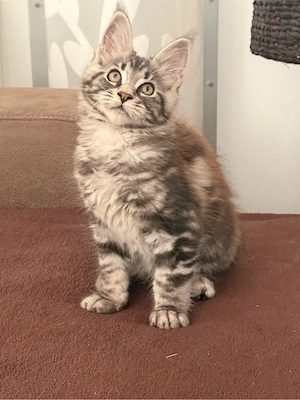 XXL Maine Coon Kater Kitten  Bild 3