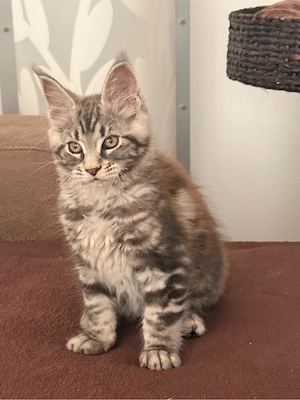 XXL Maine Coon Kater Kitten  Bild 4