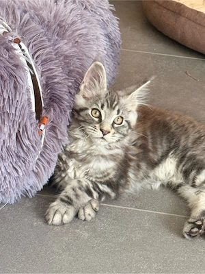 XXL Maine Coon Kater Kitten  Bild 2