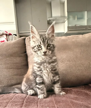 XXL Maine Coon Kater Kitten 