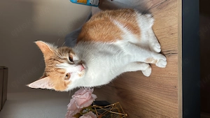 BKH Kater Balu sucht ein neues Zuhause 