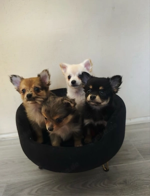 Pomchi Chihuahua Zwergspitz Welpen 