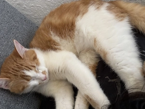 BKH Kater Balu sucht ein neues Zuhause  Bild 2