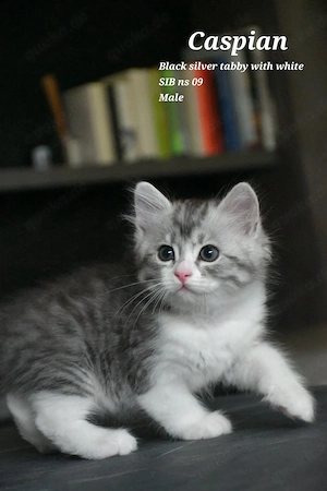 Sibirische Katzenbaby (Kater)