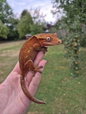Kronengecko Weibchen 0.1 Correlophus red Dalmatiner adult 