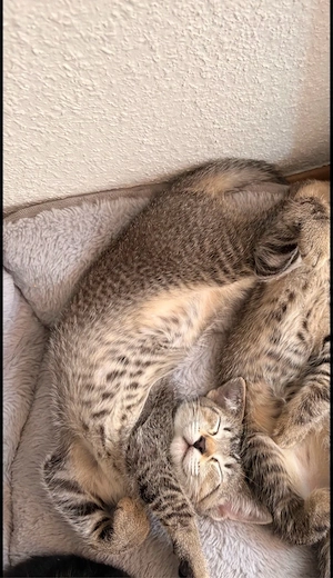 babykatze sucht zuhause 