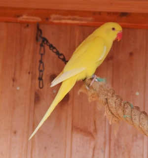 Junge Halsbandsittiche mit DNA Bild 4