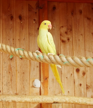 Junge Halsbandsittiche mit DNA Bild 3