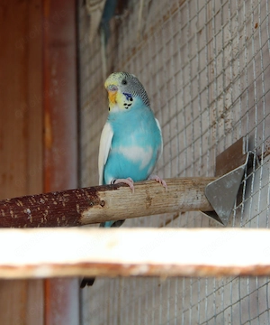 Junge Wellensittiche Bild 3