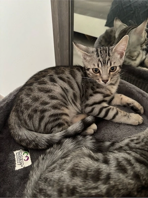 Wunderschöne Bengal-Silvertabby-Mix-Kitten   nur noch wenige suchen ihr Zuhause