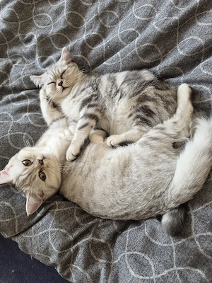 BKH Kitten 